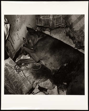 An image of a dead dog.